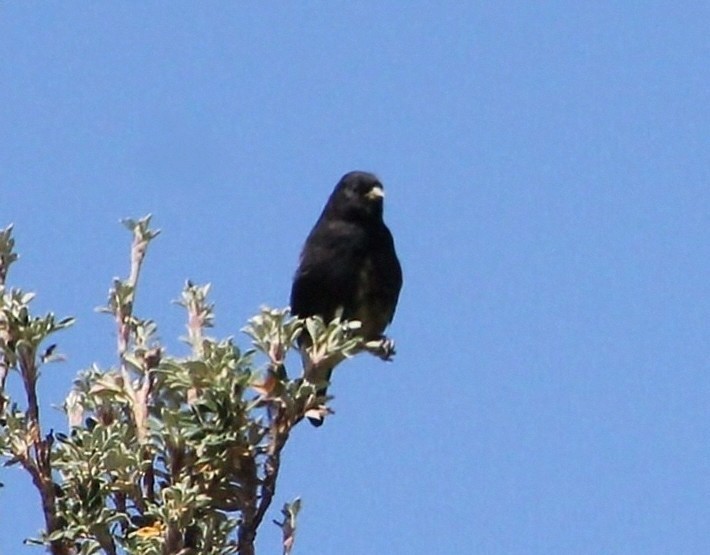 Black Siskin - ML623043338