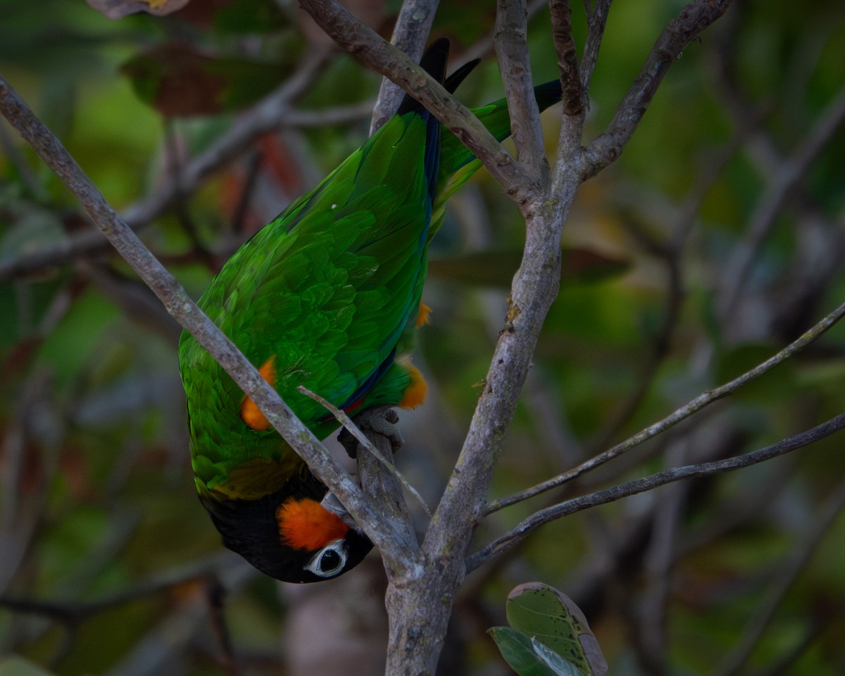 Orange-cheeked Parrot - ML623043428