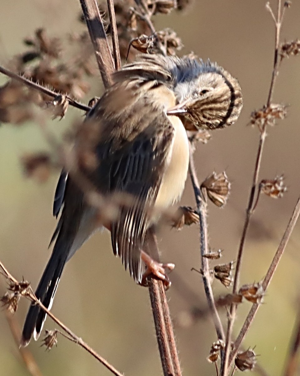 Madagascar Cisticola - ML623043465