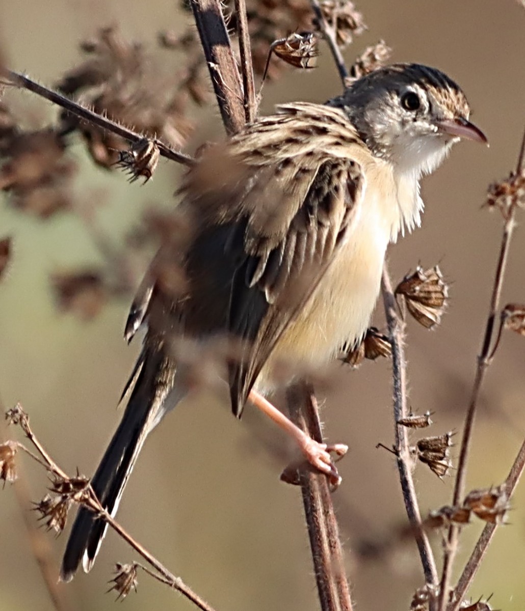 Madagascar Cisticola - ML623043470
