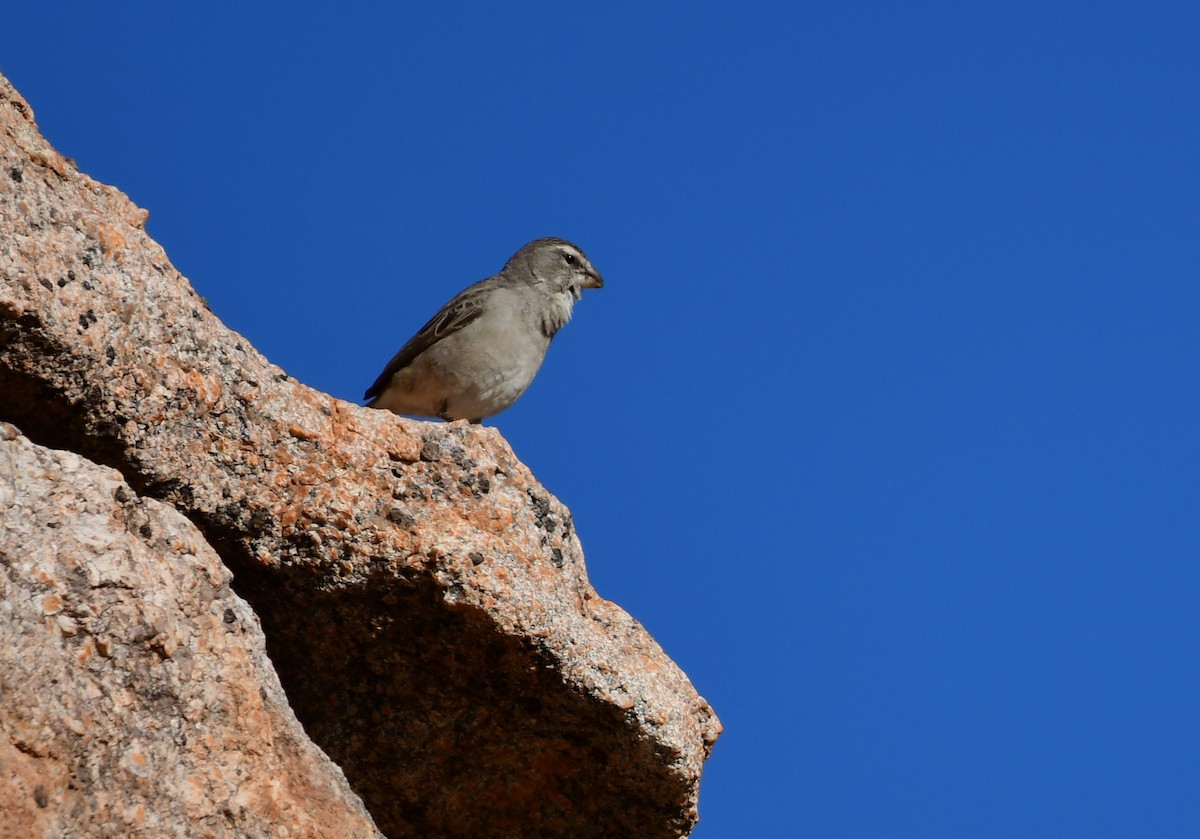 White-throated Canary - Anonymous