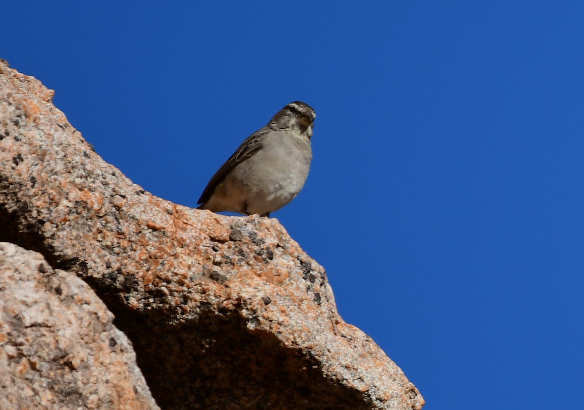 White-throated Canary - ML623043486