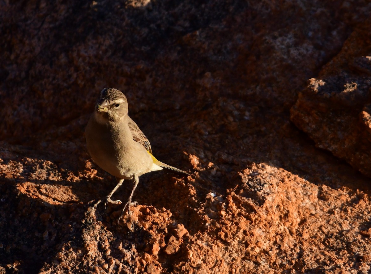 White-throated Canary - ML623043491