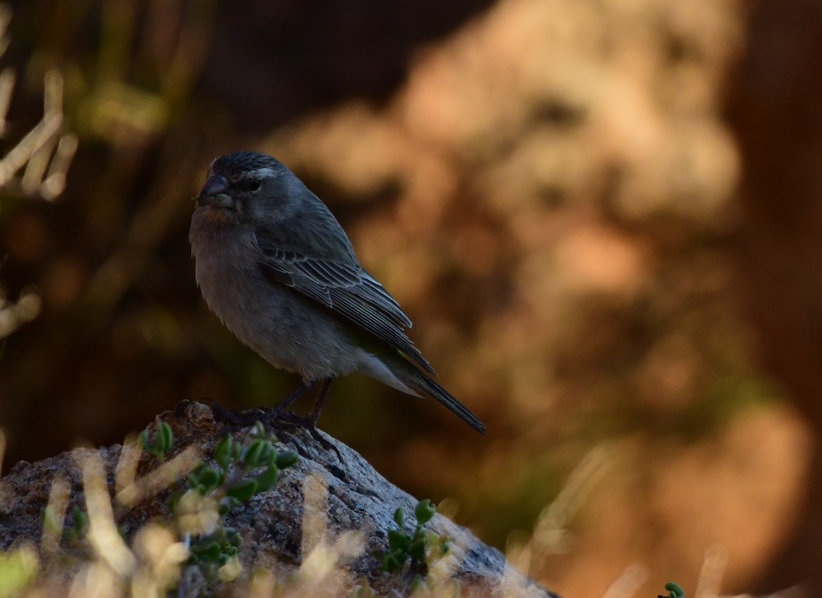 White-throated Canary - ML623043496