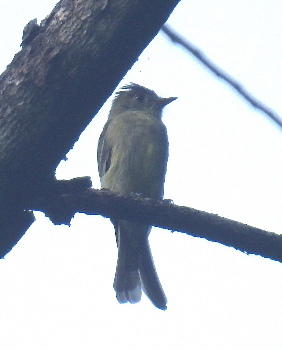 Northern Tropical Pewee - ML623043515