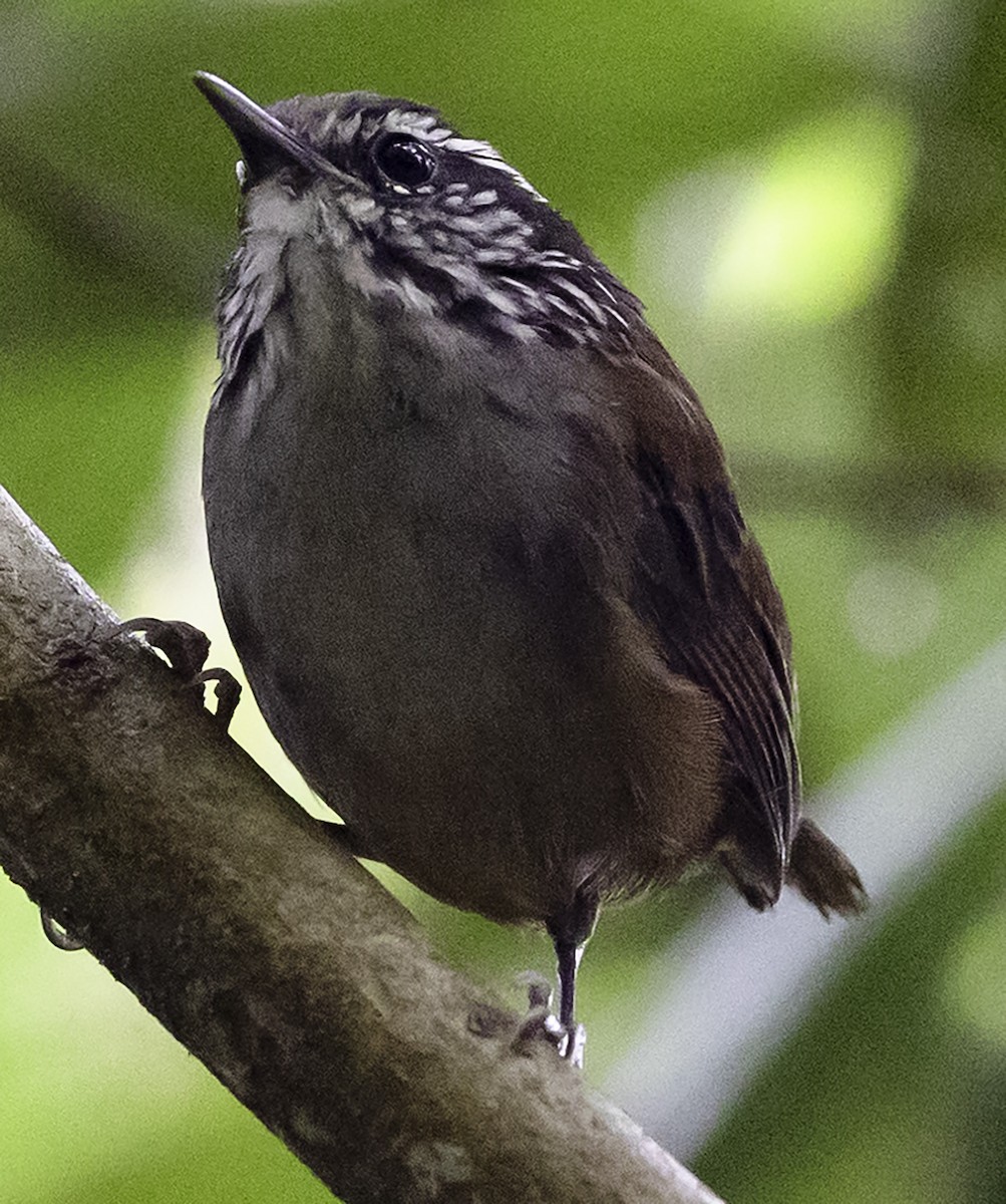 Hermit Wood-Wren - ML623043539