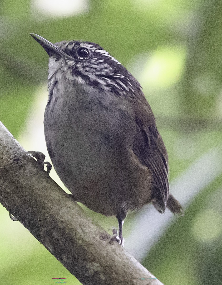 Hermit Wood-Wren - David Muth