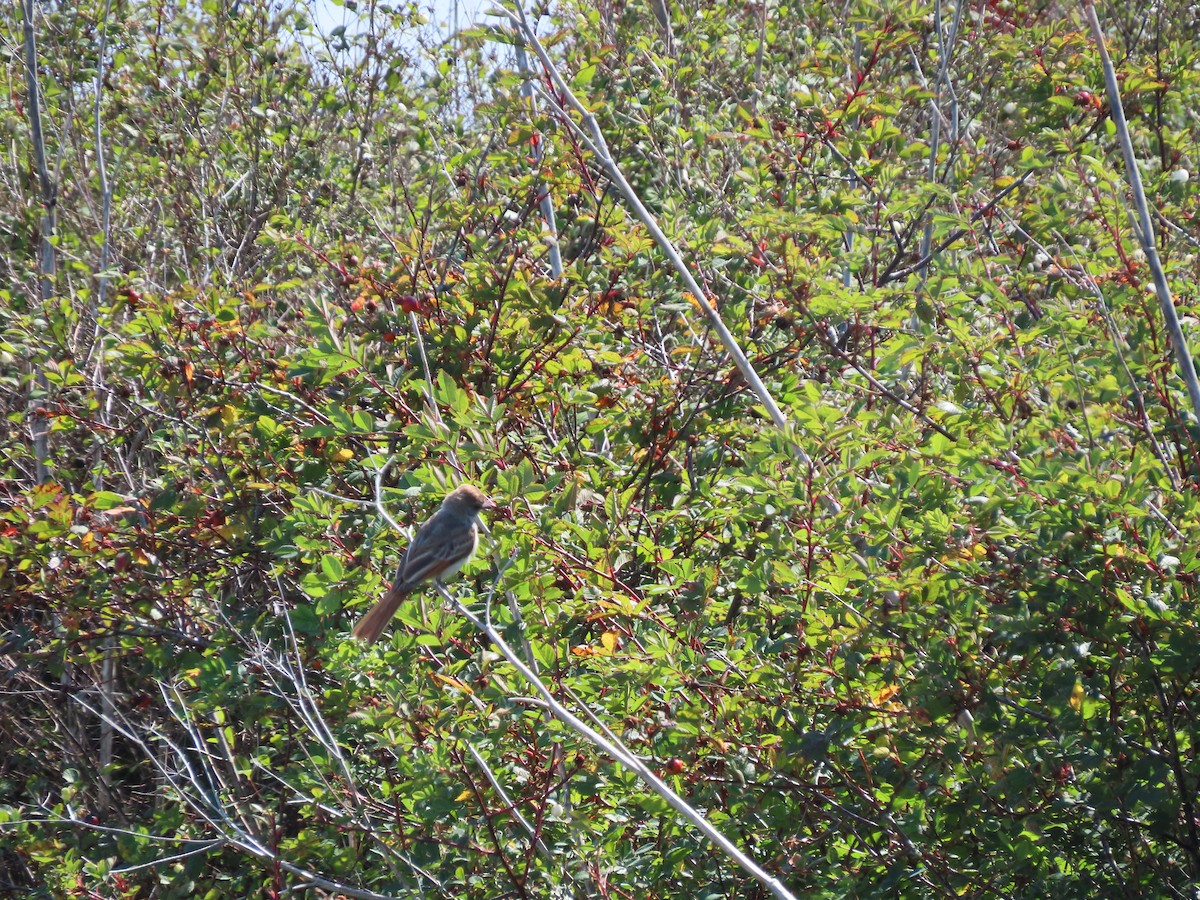 Ash-throated Flycatcher - ML623043553