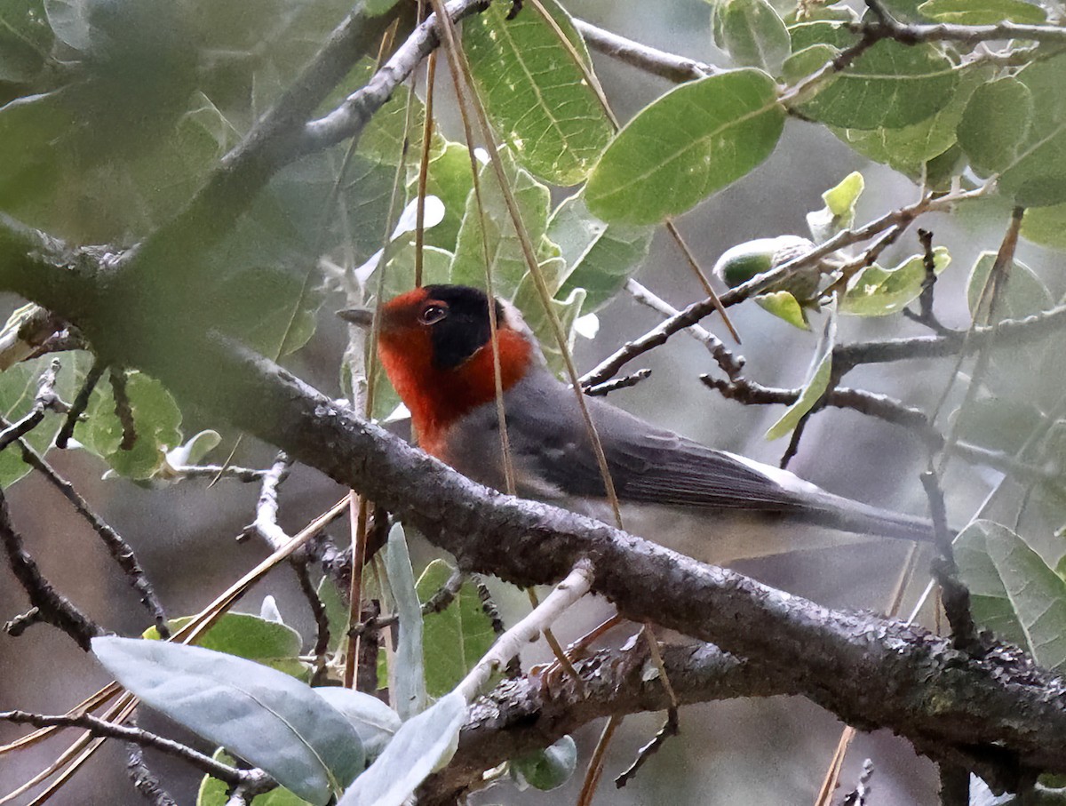 Red-faced Warbler - ML623043571