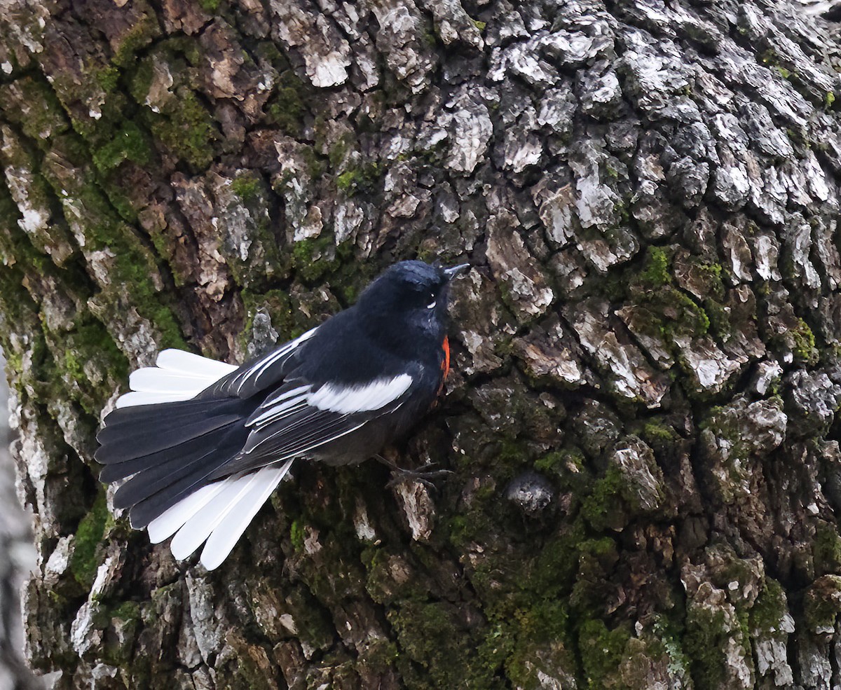 Painted Redstart - ML623043574
