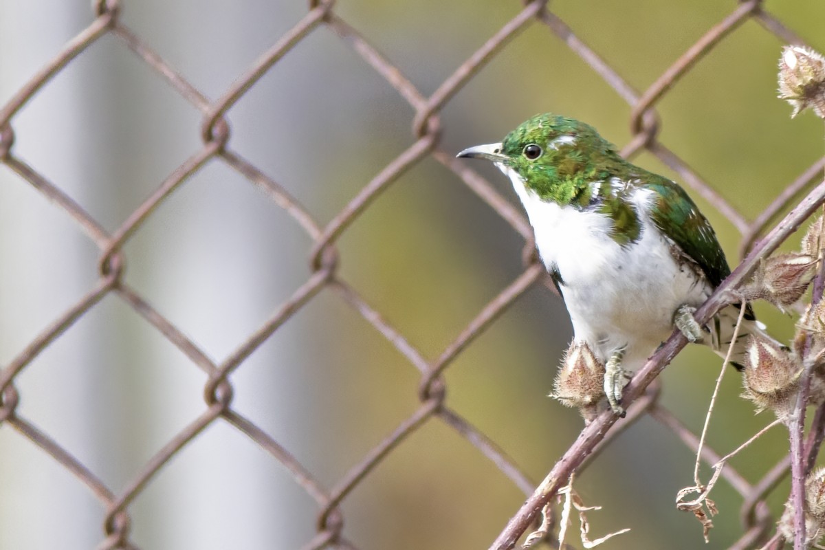 Klaas's Cuckoo - Volkan Donbaloglu