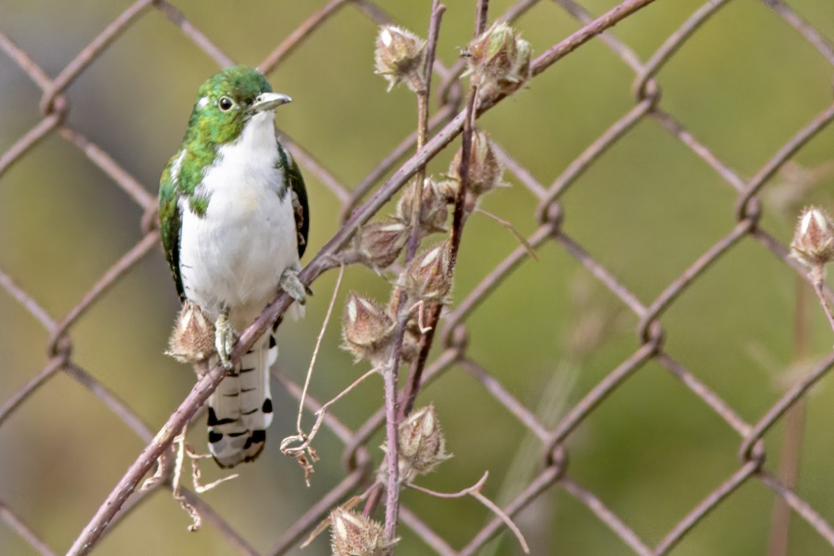 Klaas's Cuckoo - ML623043589