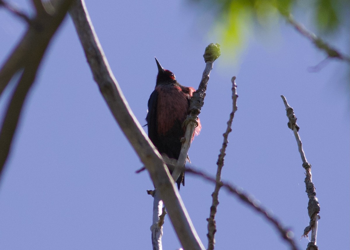 Lewis's Woodpecker - ML623043595