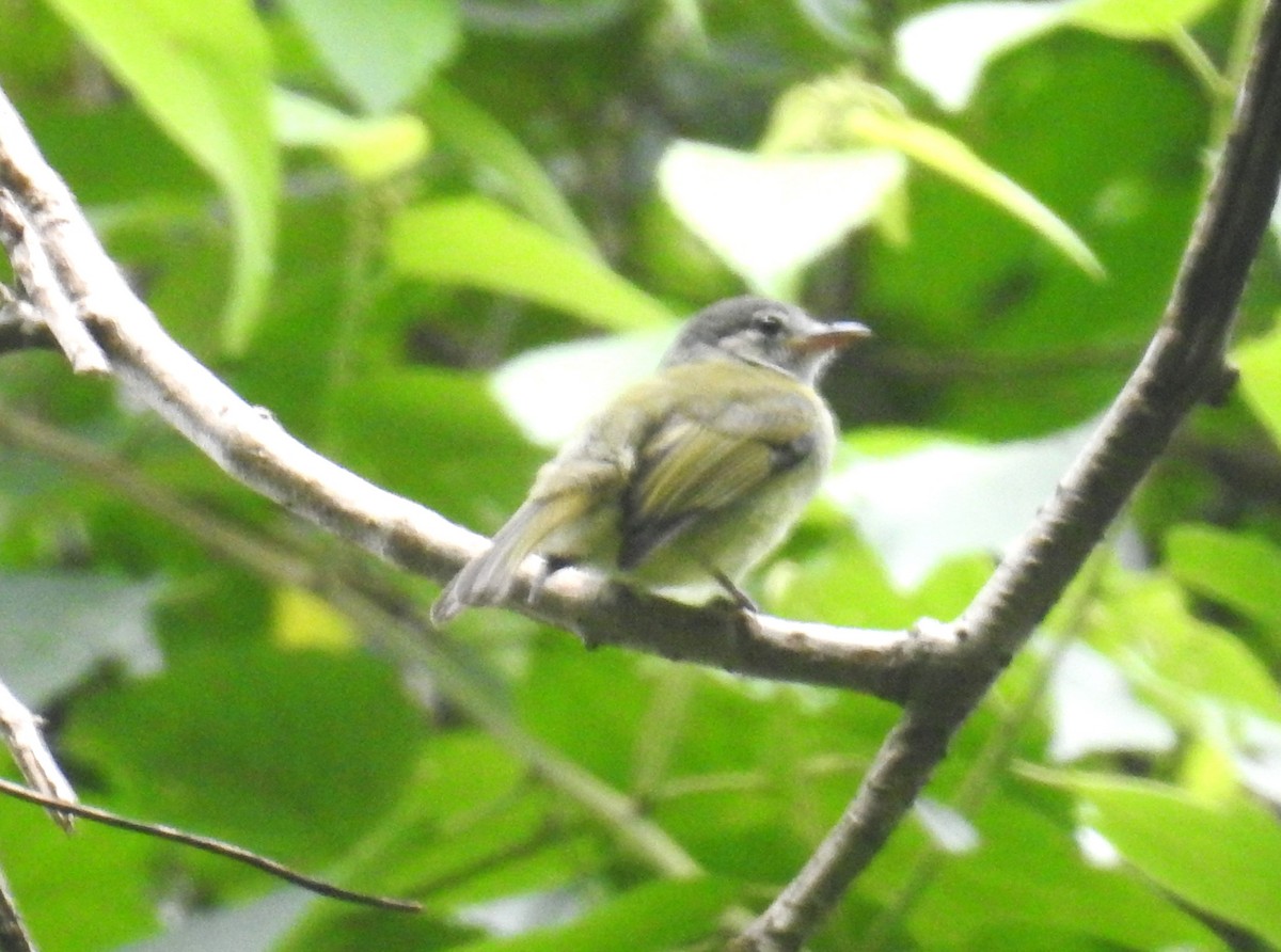 Yellow-olive Flatbill (Gray-headed) - ML623043597