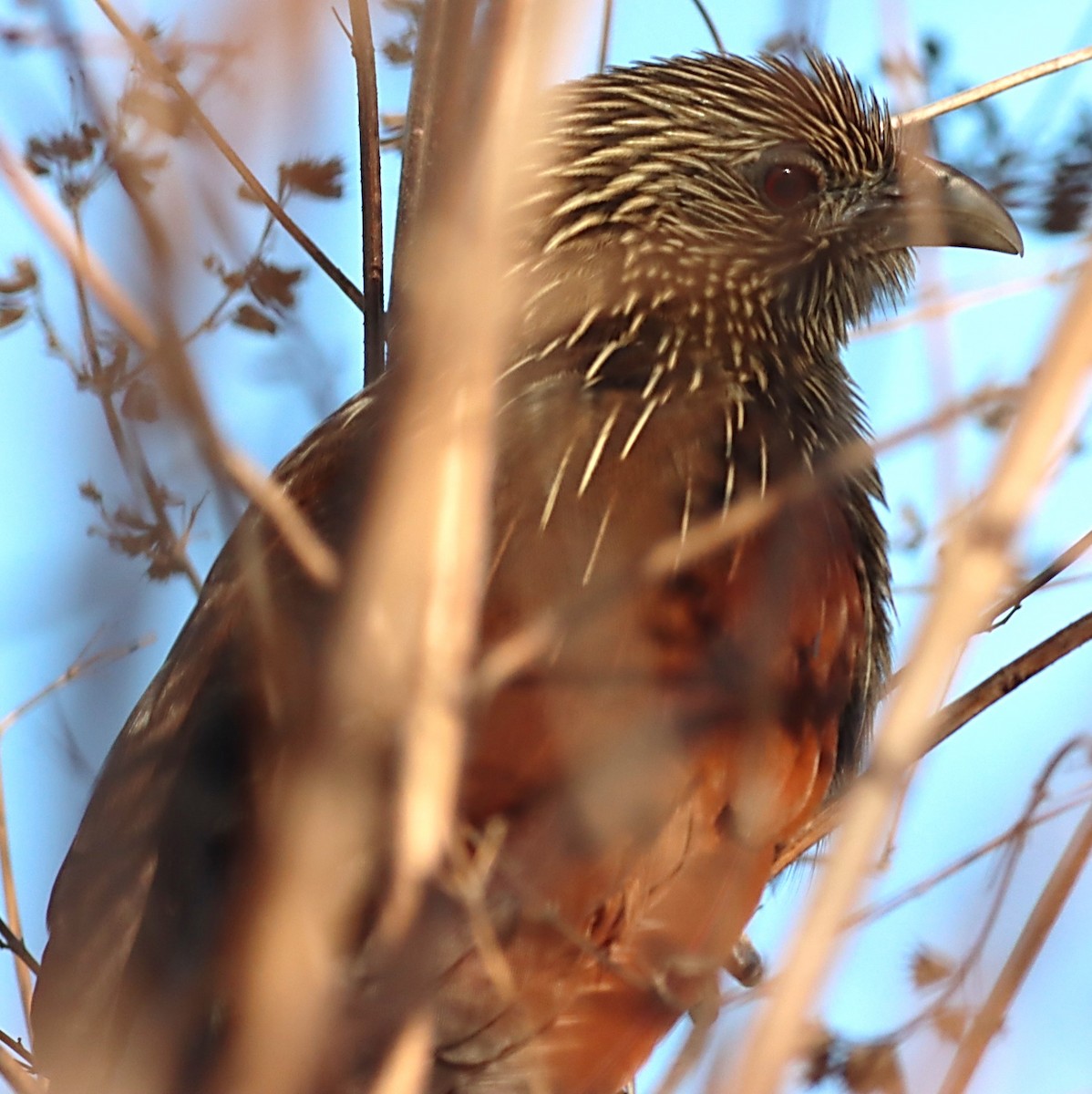 Malagasy Coucal - ML623043620