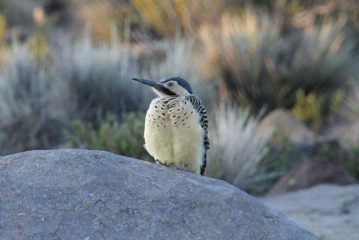 Andean Flicker (Southern) - María Eliana Obando