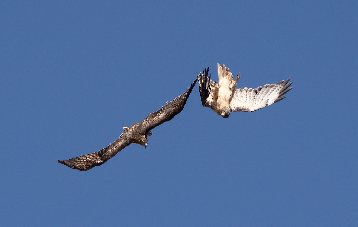 Red-tailed Hawk - ML623043665