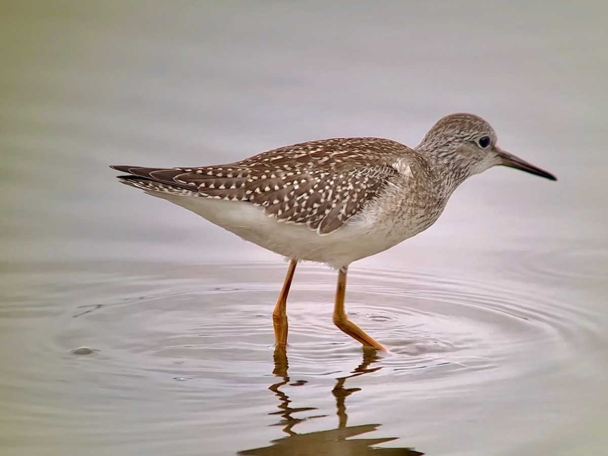 Lesser Yellowlegs - ML623043670