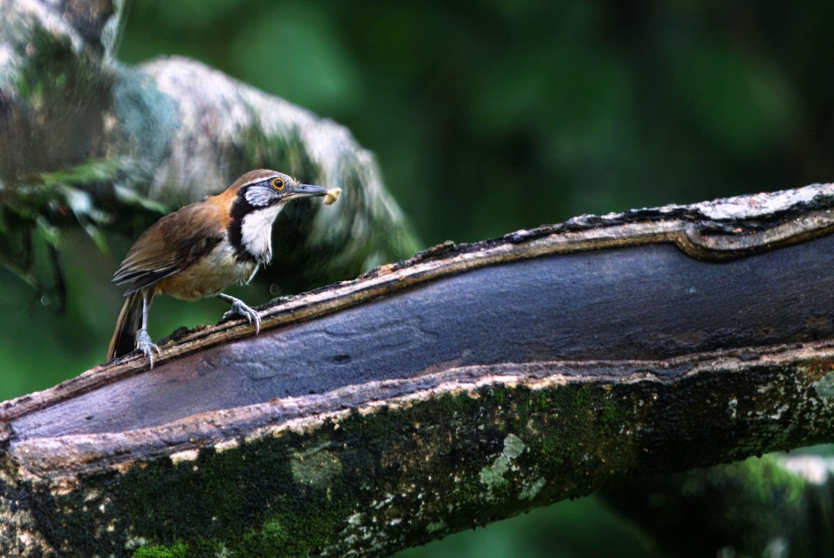 Greater Necklaced Laughingthrush - ML623043683