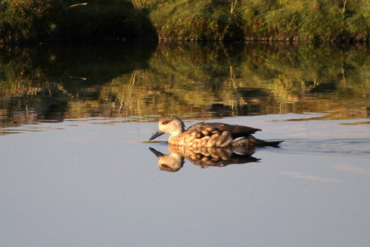 Crested Duck - María Eliana Obando