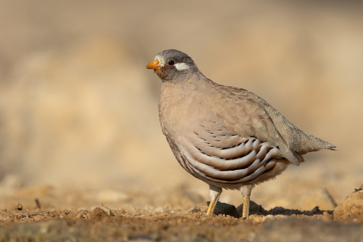 Sand Partridge - Oded Ovadia