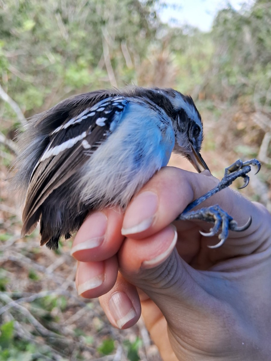 Black-bellied Antwren - ML623043709