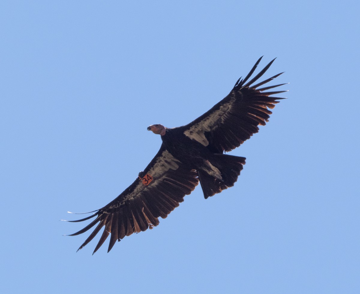 California Condor - ML623043711