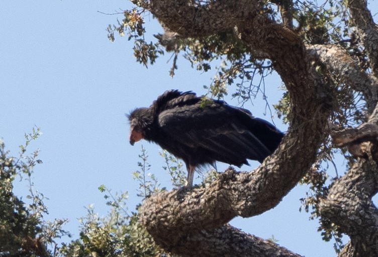 California Condor - ML623043712