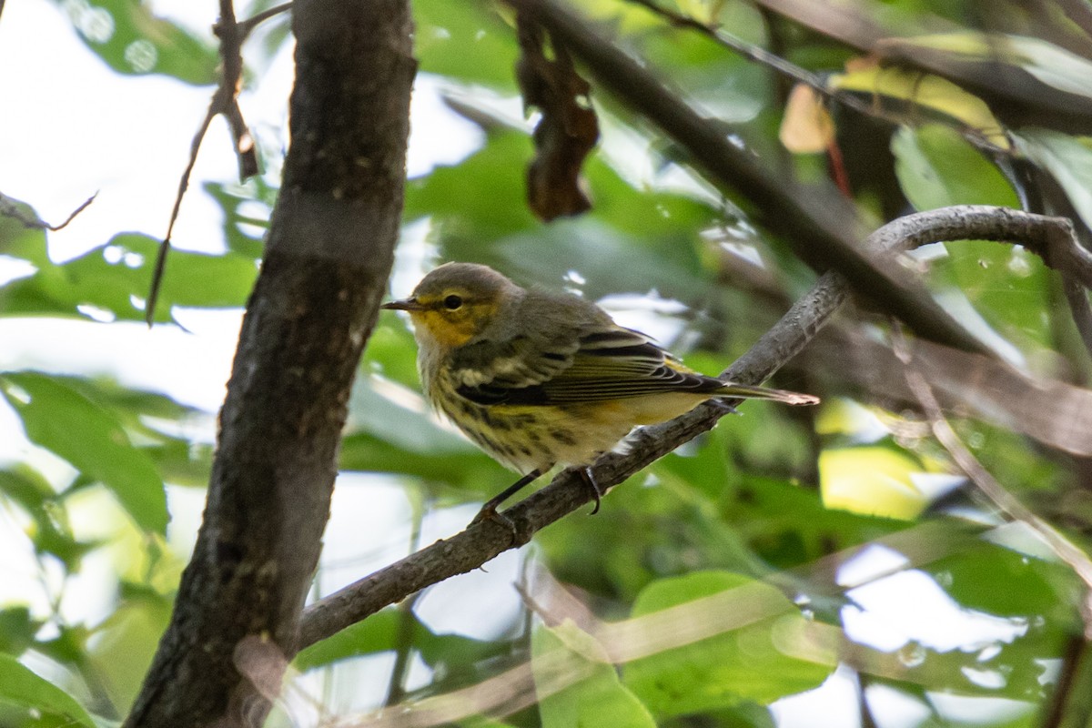 Cape May Warbler - ML623043727