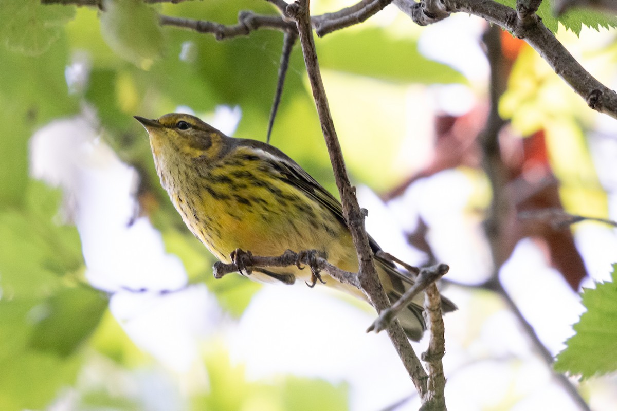 Cape May Warbler - ML623043729