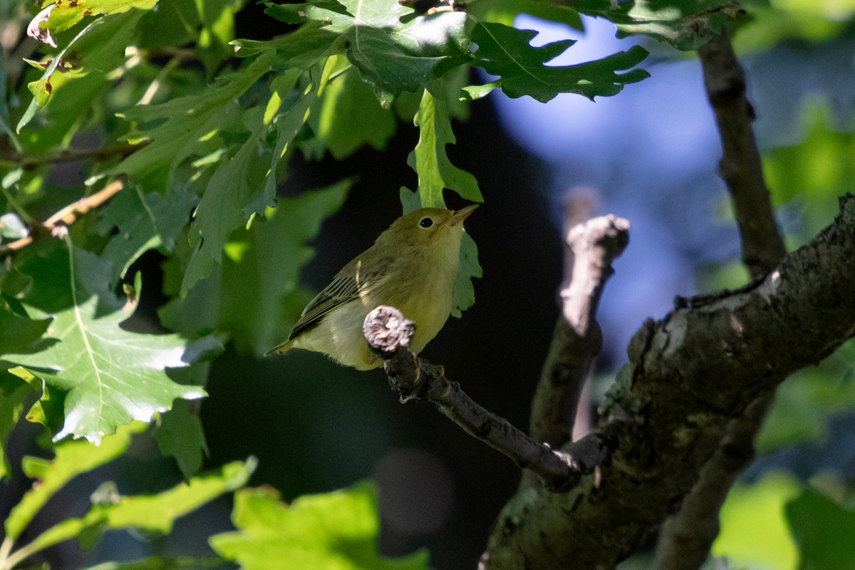 Yellow Warbler - ML623043738