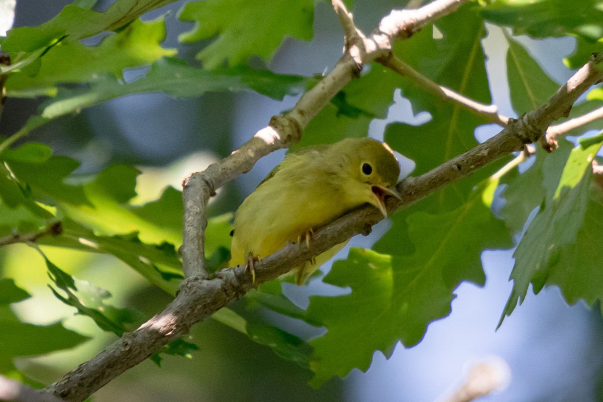 Yellow Warbler - ML623043739