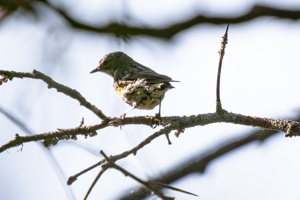 Yellow-rumped Warbler - ML623043757