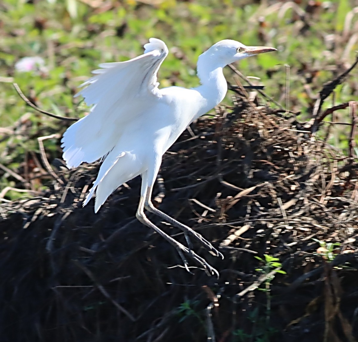 Western Cattle-Egret - ML623043816