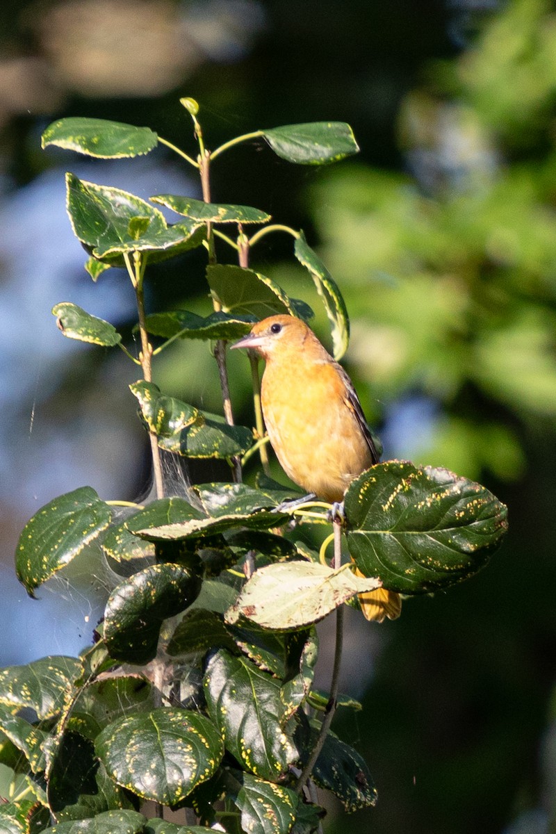 Oriole de Baltimore - ML623043833