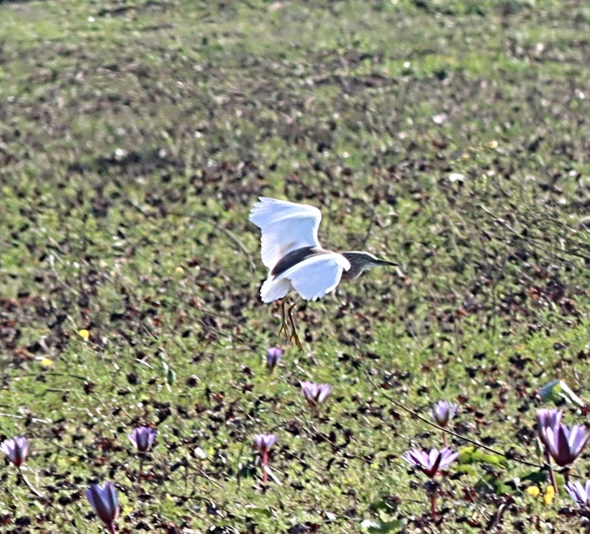 Malagasy Pond-Heron - ML623043849