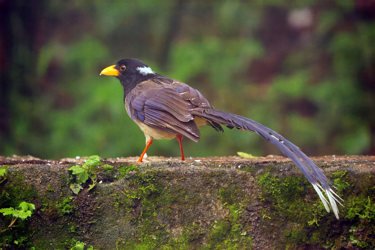 Yellow-billed Blue-Magpie - ML623043917