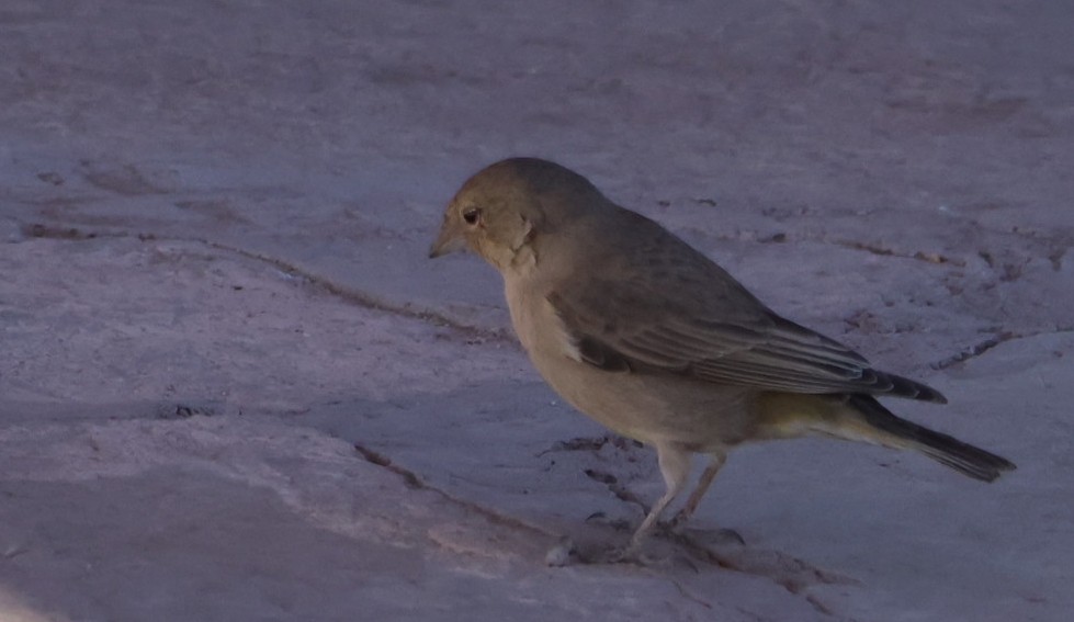 Greenish Yellow-Finch - ML623043920