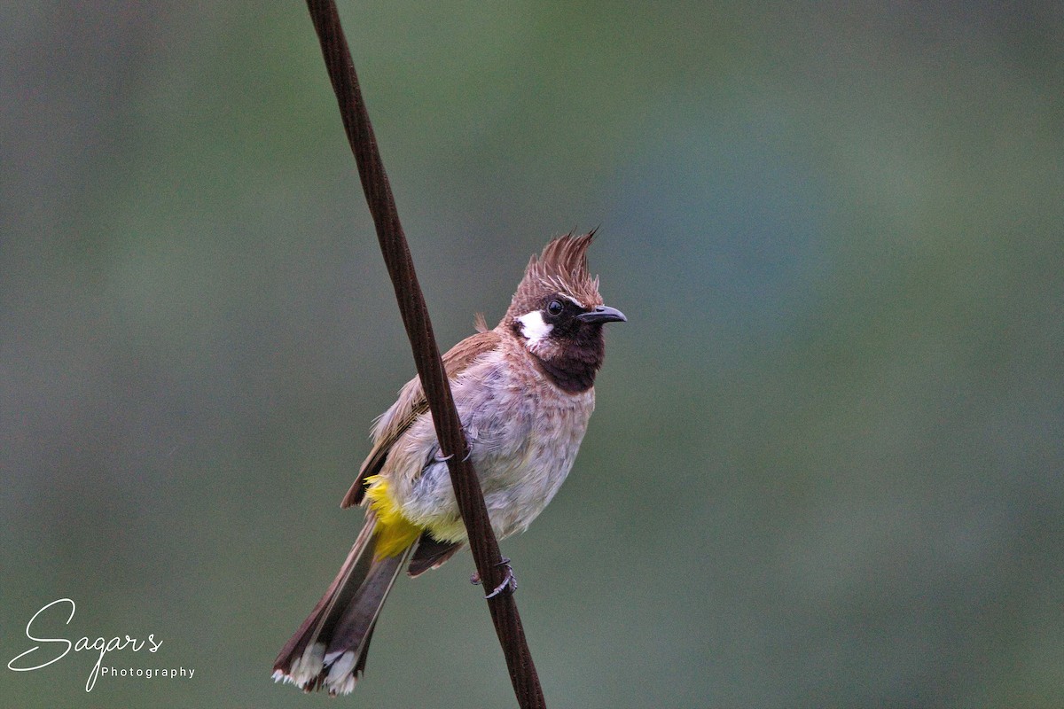 Himalayan Bulbul - ML623043925