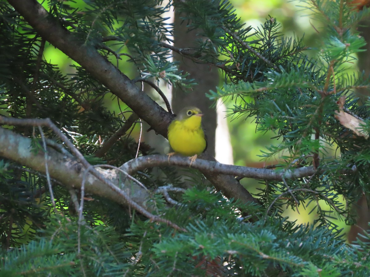 Canada Warbler - ML623043949