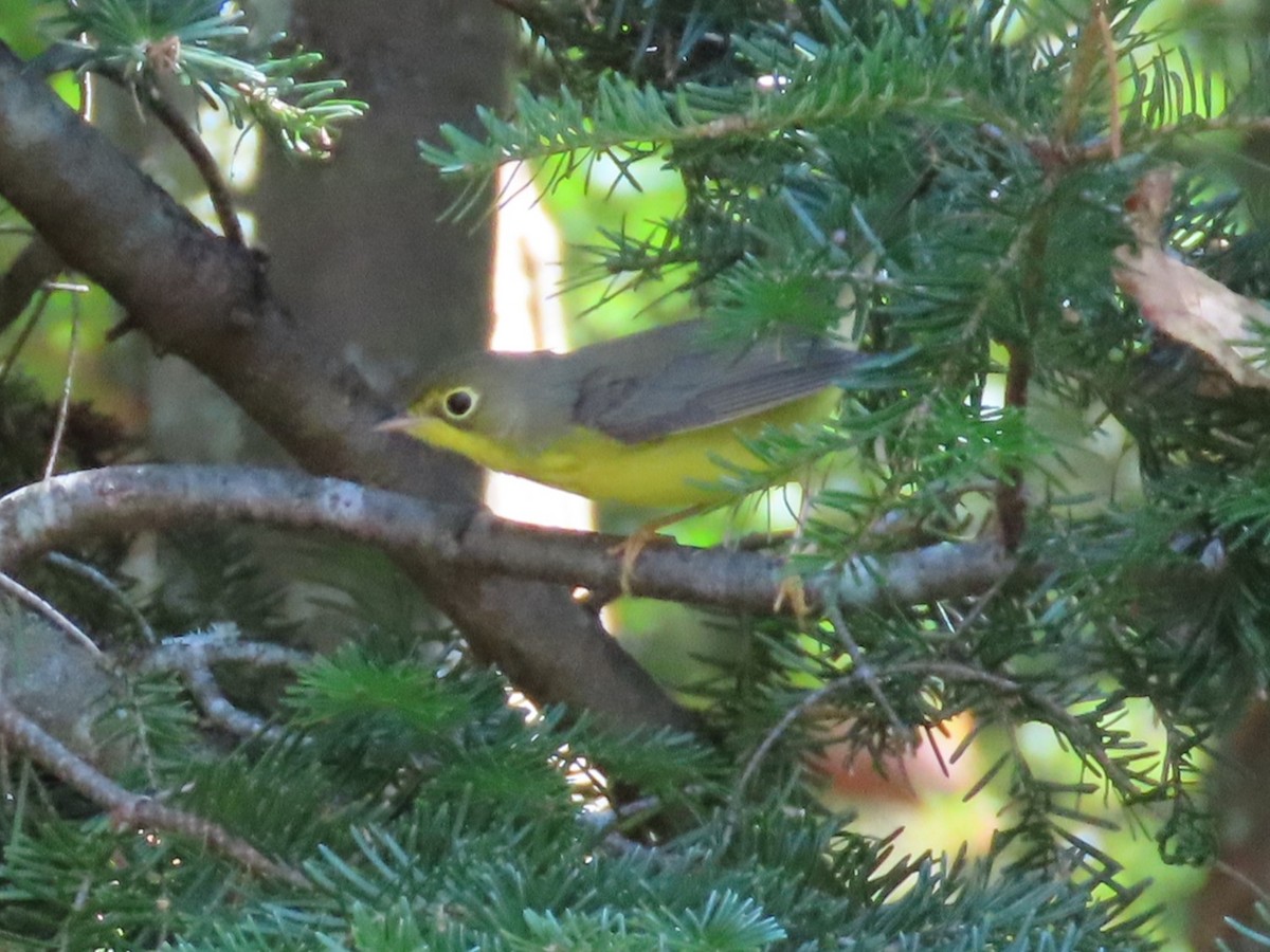 Canada Warbler - ML623043950