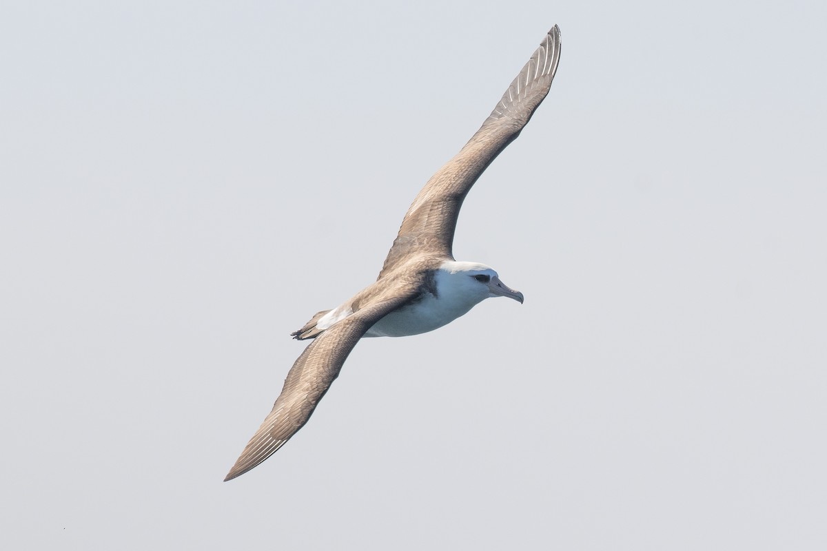 Laysan Albatross - ML623043990