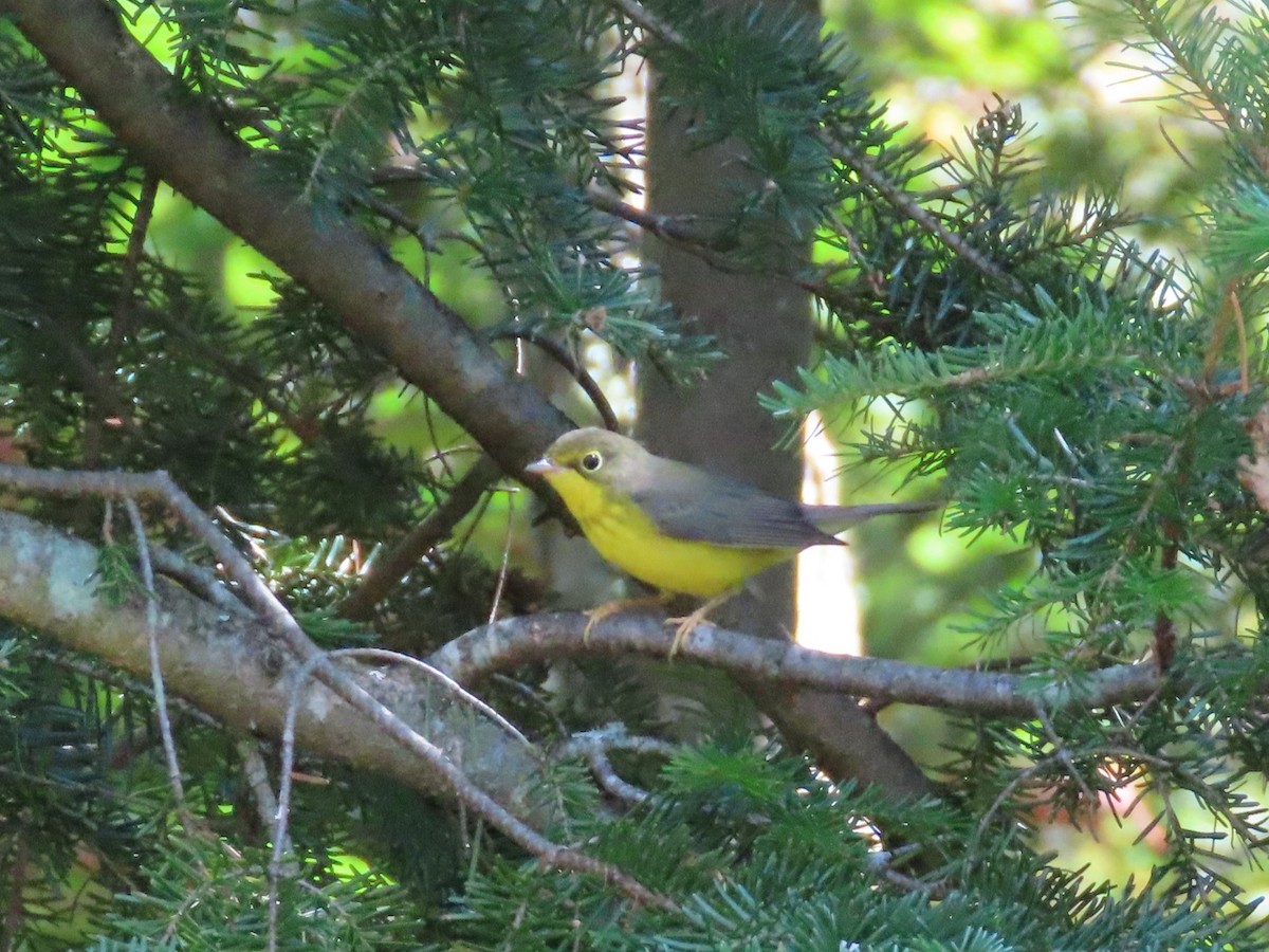 Canada Warbler - ML623044022