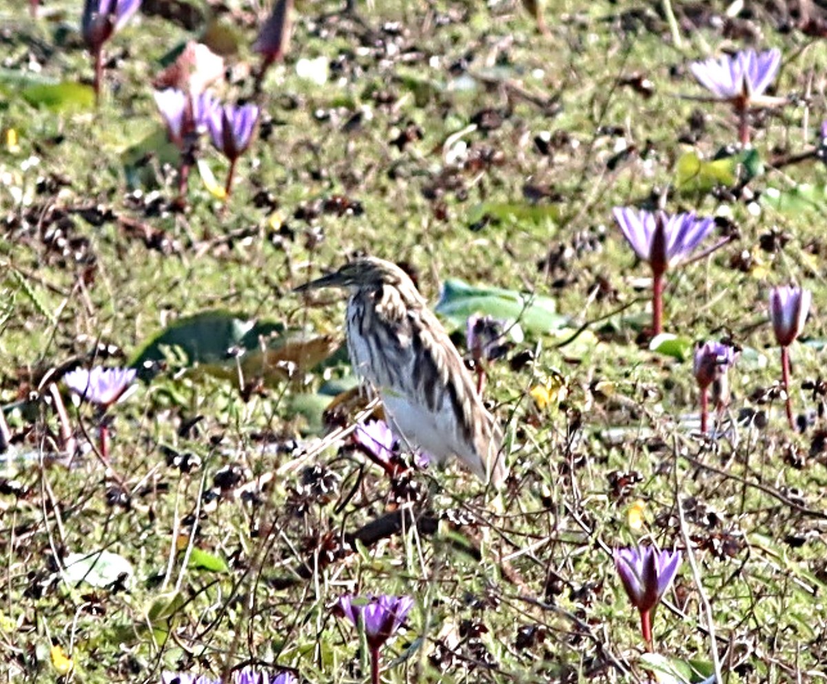 Malagasy Pond-Heron - ML623044027