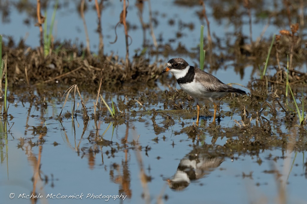 Semipalmated Plover - ML623044069