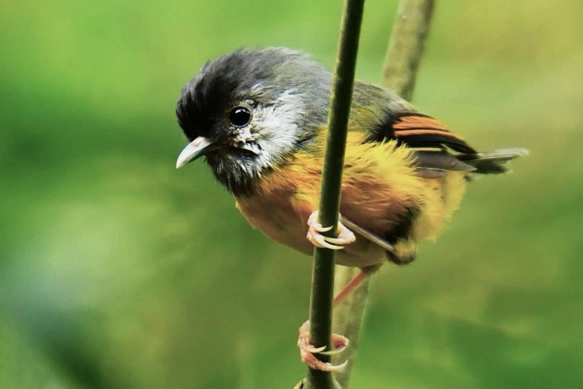 Golden-breasted Fulvetta - Manash Pratim