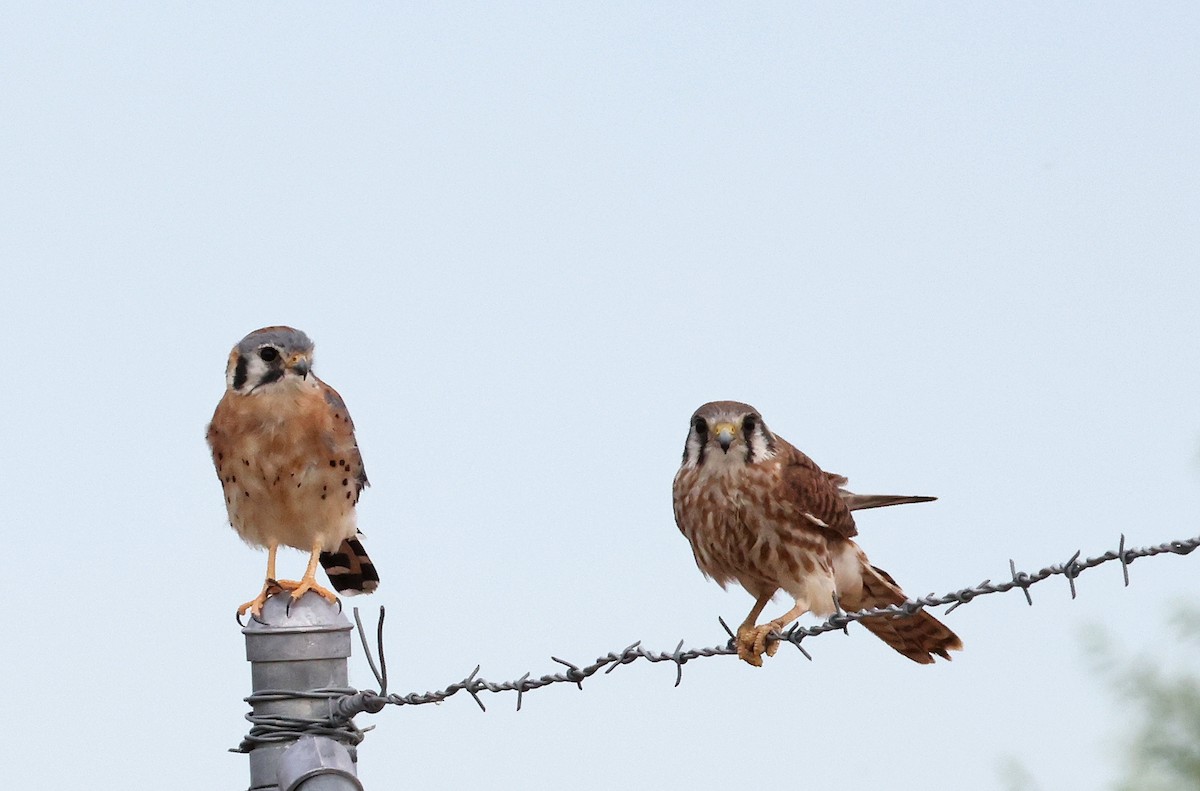 American Kestrel - ML623044195