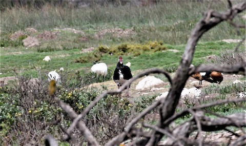 Spur-winged Goose - ML623044225