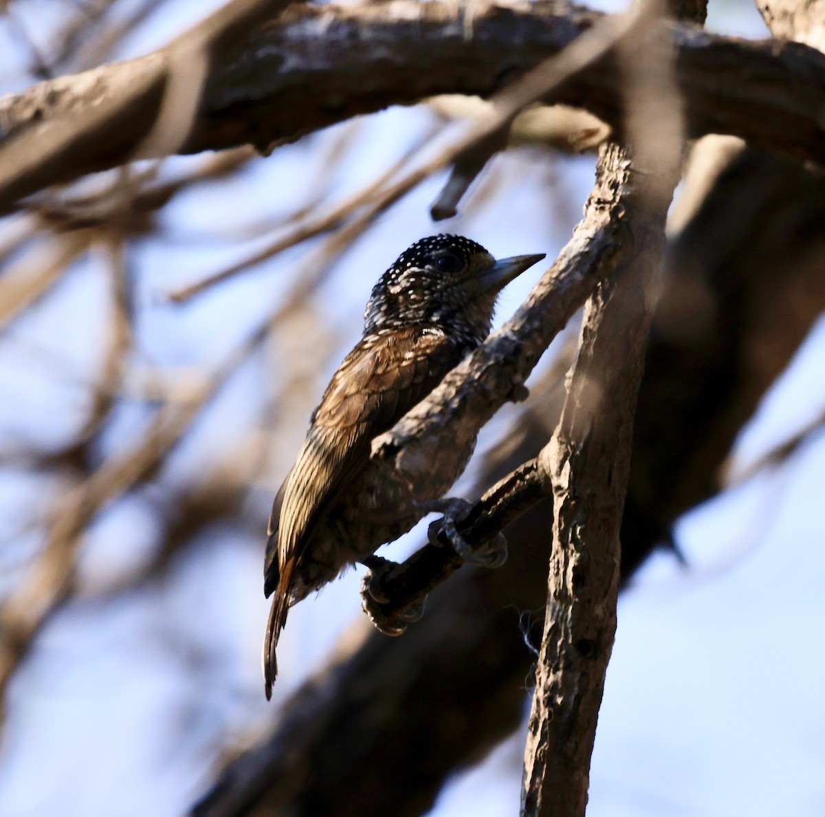 White-wedged Piculet - ML623044256