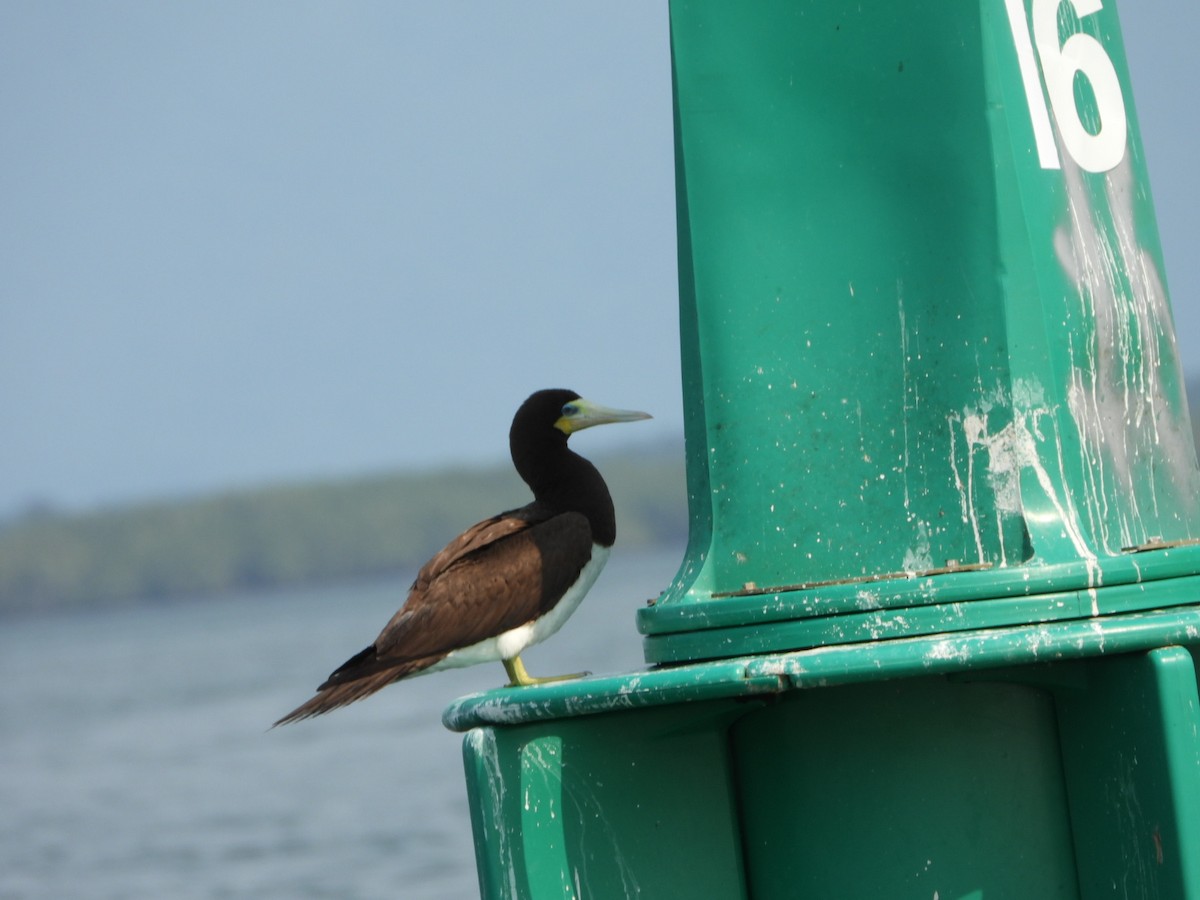 Brown Booby (Atlantic) - ML623044487